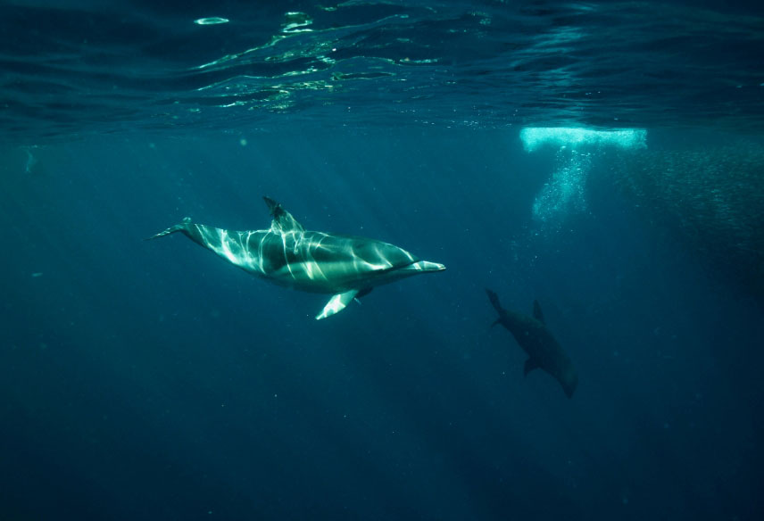 Underwater image of a dolphin and a seal